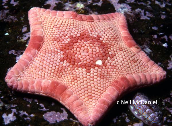 Photo of Ceramaster arcticus by <a href="http://www.seastarsofthepacificnorthwest.info/">Neil McDaniel</a>